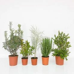 BOX MACCHIA MEDITERRANEA