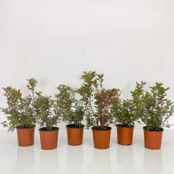 BOX SIEPE LENTISCO -COSTWAY shop 30062417 3