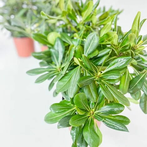 BOX SIEPE PITTOSPORO TOBIRA 2 BOX SIEPE PITTOSPORO TOBIRA - immagine 2