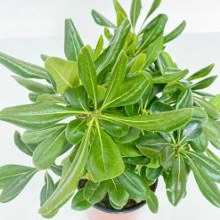 BOX SIEPE PITTOSPORO TOBIRA 7 BOX SIEPE PITTOSPORO TOBIRA -COSTWAY shop 30283911 3