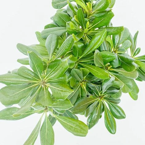 BOX SIEPE PITTOSPORO TOBIRA 4 BOX SIEPE PITTOSPORO TOBIRA - immagine 4