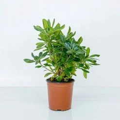 BOX SIEPE PITTOSPORO TOBIRA 9 BOX SIEPE PITTOSPORO TOBIRA -COSTWAY shop 30283911 5