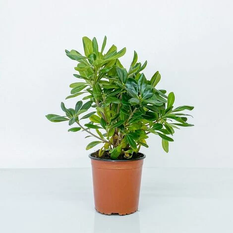 BOX SIEPE PITTOSPORO TOBIRA 5 BOX SIEPE PITTOSPORO TOBIRA - immagine 5